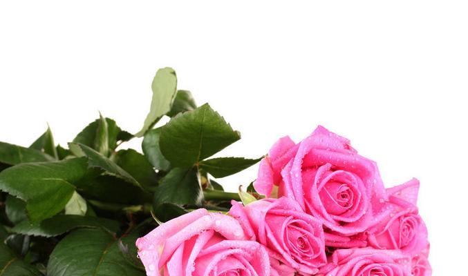 玫瑰花中的粉色力量（探寻粉色玫瑰的花语与意义）