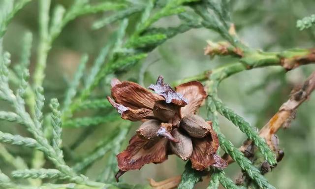 柏子仁是哪种植物的种子?它有什么功效和用途?_花植网