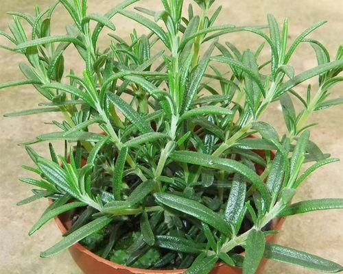 驱蚊草是多年生植物吗？如何正确养护？