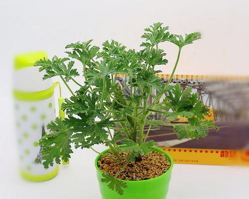 驱蚊草是多年生植物吗？如何正确养护？