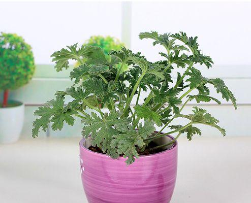 驱蚊草是多年生植物吗？如何正确养护？