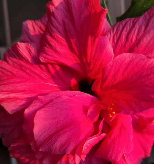 花开纯洁，友谊永存（用花的语言诠释纯洁友谊）