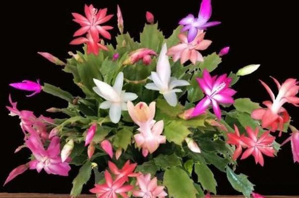 新手养什么花好？适合初学者的花卉推荐及养护技巧？