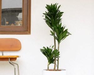 家里养太阳花风水好吗？养太阳花有哪些风水讲究？