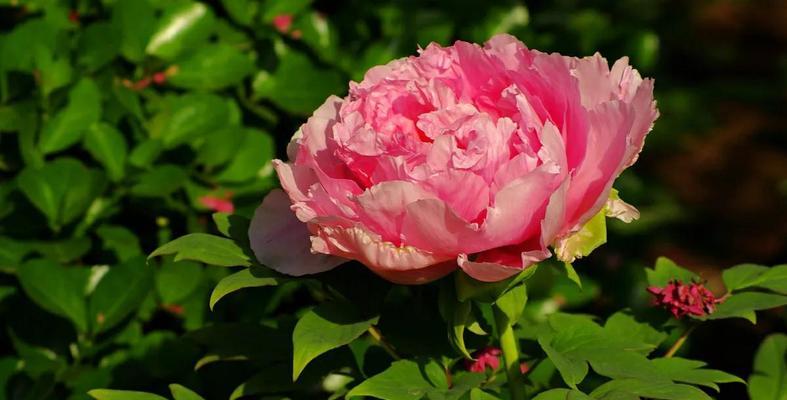 牡丹的象征意义及文化内涵(揭示中国国花牡丹的多重象征与文化价值)