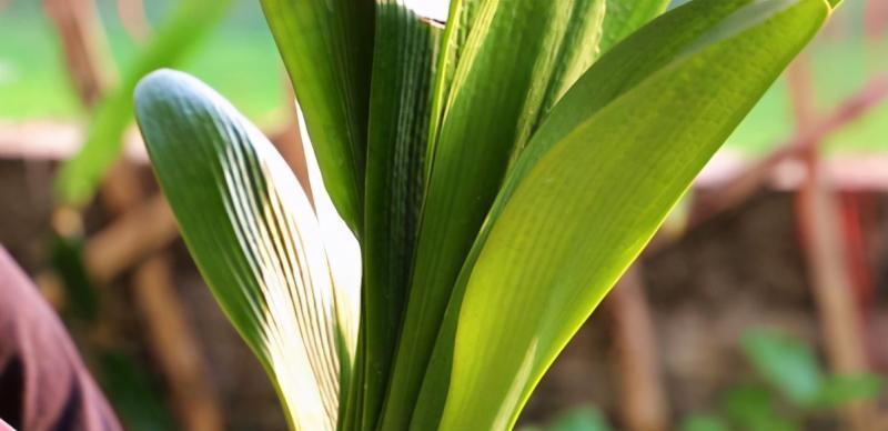 君子兰浇水时间与频率是怎样的?多久浇一次水合适? 君子兰浇水时间与频率是怎样的?多久浇一次水合适?
