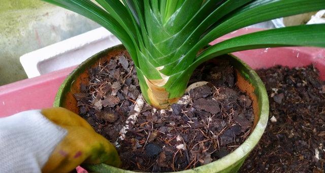 君子兰浇水时间与频率是怎样的?多久浇一次水合适? 君子兰浇水时间与频率是怎样的?多久浇一次水合适?