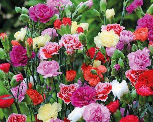 康乃馨花的象征意义及文化传承(康乃馨花所代表的美丽与爱)