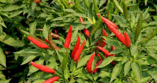 朝天椒施肥指南：哪种肥料效果最佳？
