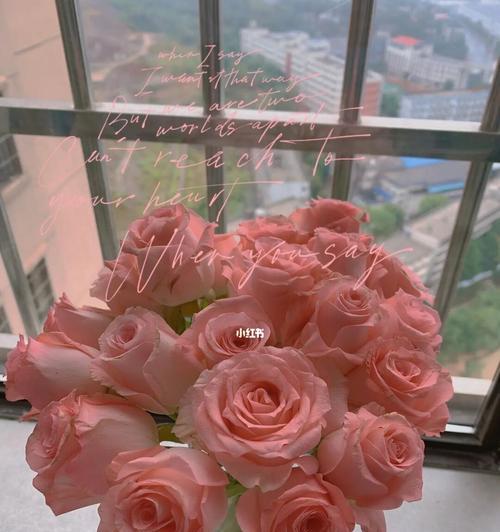 粉玫瑰花花语意思大揭秘(浪漫)