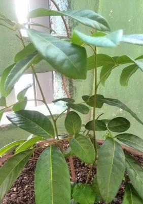 龙眼树修剪枝叶的最佳时期是什么时候?修剪后如何管理?