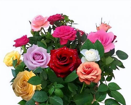 玫瑰花颜色的寓意与象征（揭开玫瑰花色彩的奥秘）