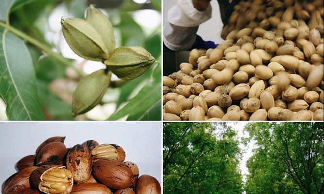 碧根果主要产自哪些地区？如何辨别真正的产地？