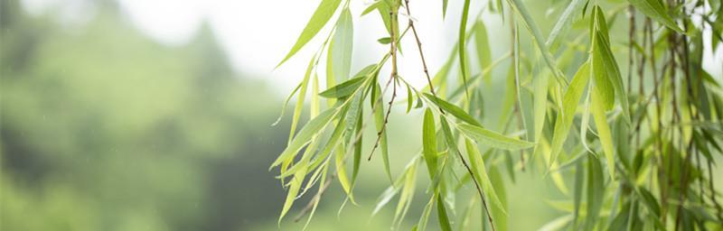 柳树一般在几月份开花？了解柳树的开花季节和特点