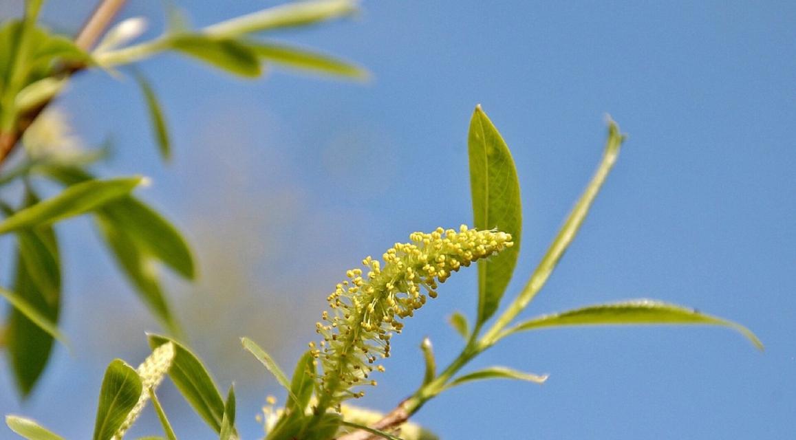 柳树一般在几月份开花？了解柳树的开花季节和特点_花植网