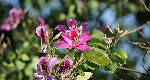 紫荆花与十二生肖（以紫荆花代表十二生肖的象征意义）