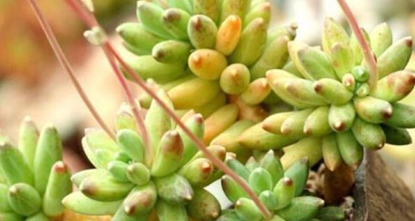 千代田之松老桩养护方法是什么？如何确保其健康成长？