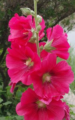 蜀葵的花语（以蜀葵花为主题的花语探秘）