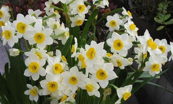 水仙花花语的含义与象征（传递真爱与美丽的水仙花）