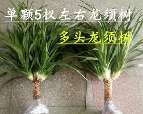 龙须的生长位置在哪里?它是如何长出来的?_花植网