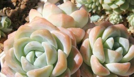 多肉植物属于草本植物吗？常见分类和特性解析？