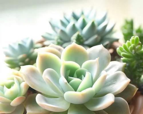 多肉植物属于草本植物吗？常见分类和特性解析？