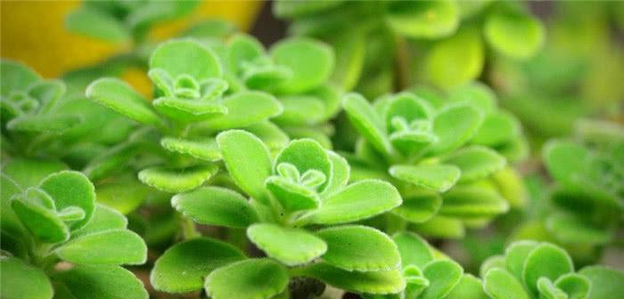 多肉植物属于草本植物吗？常见分类和特性解析？