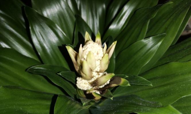 铁树开花的奇迹（揭开铁树开花的秘密）