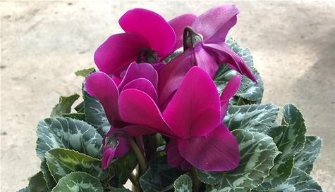 仙客来冬季养护指南:如何防止冻害?能在室外过冬吗?