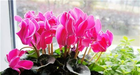 仙客来冬季养护指南：如何防止冻害？能在室外过冬吗？