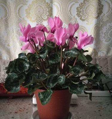 仙客来冬季养护指南：如何防止冻害？能在室外过冬吗？