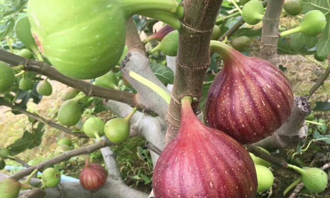 无花果一年能长多高？如何促进其生长发育？