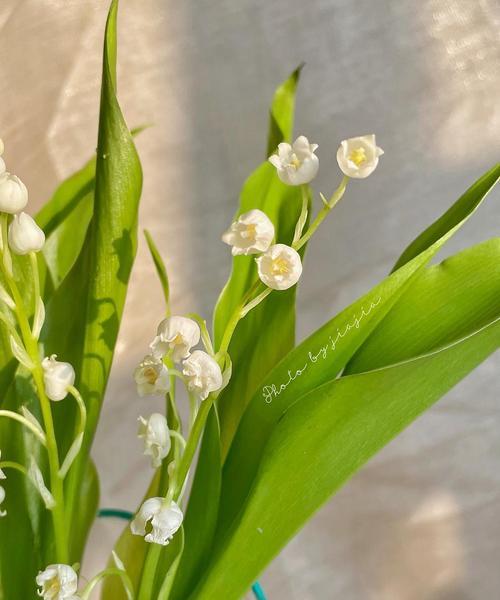 铃兰花的意义与寓意（传递爱与希望的芬芳）