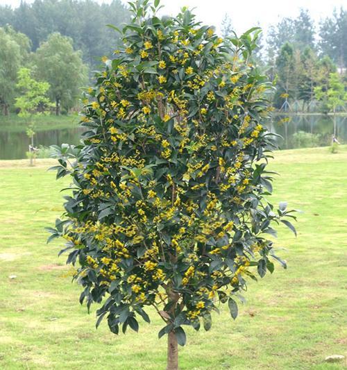 桂花树移栽的最佳时机是什么时候？移栽后如何护理？