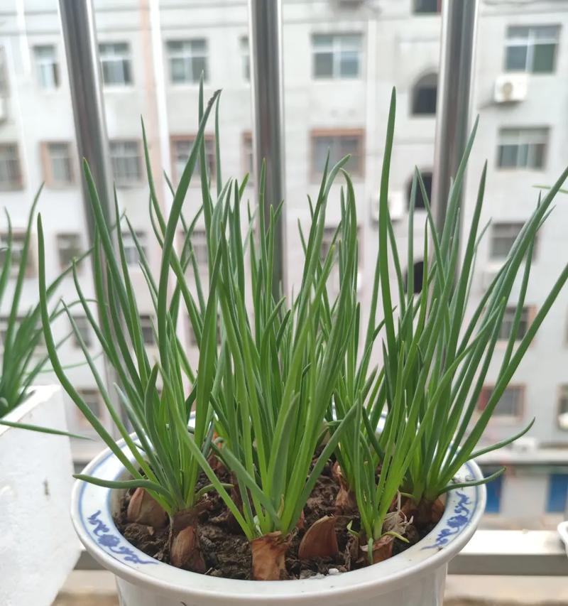 葱要经常浇水吗？如何正确管理葱的水分需求？