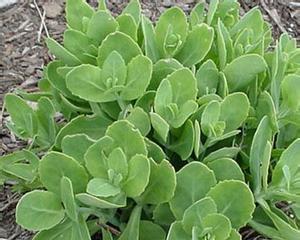 八宝景天的风水寓意与摆放位置（探秘八宝景天的玄妙之处）