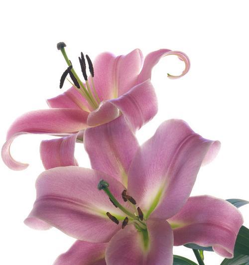 粉色百合花的意义及象征（探索粉色百合花的花语和传统意义）