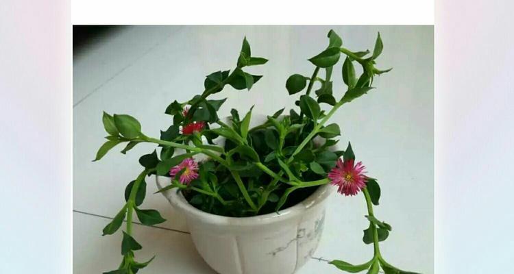 穿心莲怎么养才能更旺盛？有哪些养护技巧？