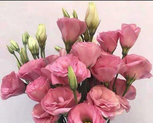 粉色桔梗花语的深意（桔梗花语与个人情感的关系）