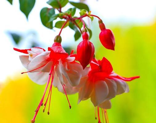 灯笼花养殖需要注意什么?如何正确养殖灯笼花?