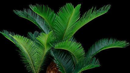 家里养铁树风水好吗?铁树的风水意义是什么?