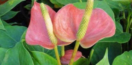 以粉掌的花语（揭开粉掌花的神秘面纱）