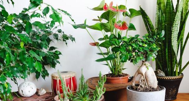 客厅里适合养什么花？哪些植物既美观又能净化空气？