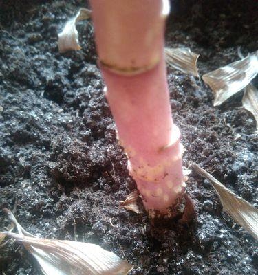 百合烂根怎么办？如何有效预防和处理？