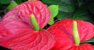 红掌的寓意与象征风水之谜（揭秘红掌的象征意义与风水禁忌）