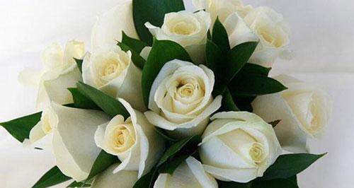 白玫瑰的象征意义与送礼指南（以送人白玫瑰传递的情感和祝福）
