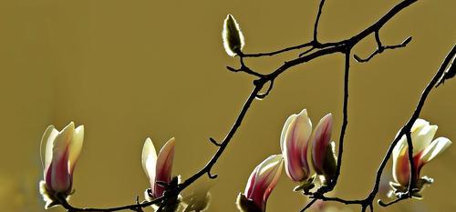 白兰花的花语与含义(唤醒内心的纯洁与优雅) 白兰花的花语与含义(唤醒内心的纯洁与优雅)