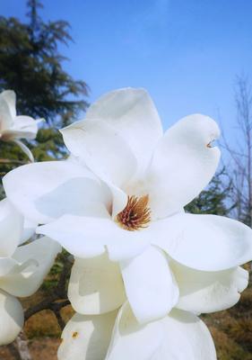 白兰花的花语与含义(唤醒内心的纯洁与优雅) 白兰花的花语与含义(唤醒内心的纯洁与优雅)