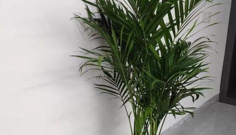 散尾葵换盆时应该注意什么？换盆后如何正确养护？