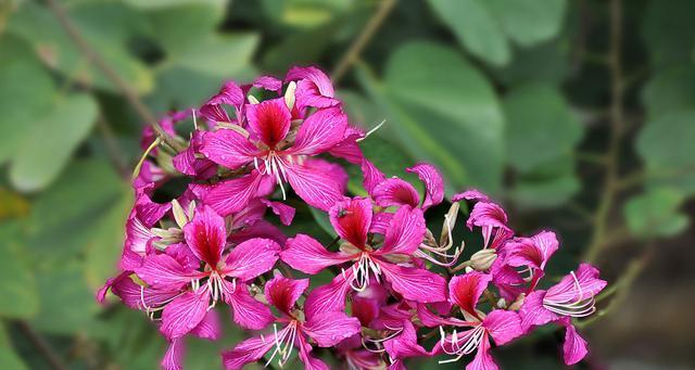 紫荆花花语的深意与象征（探寻紫荆花的含义与神秘）